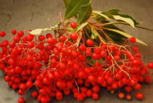 Fresh Toyon Berries