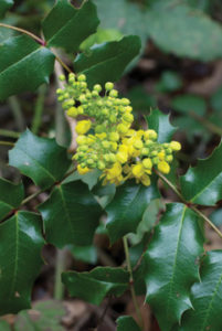 ©Oregon Grape