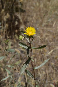 Gumweed (Grindelia hirsutula var. davyi)