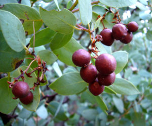 Manzanita Berries